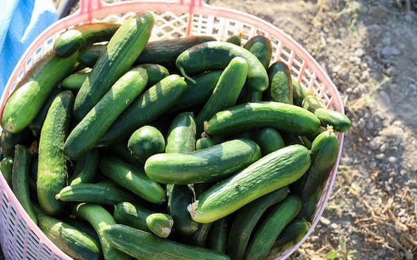 تصویر 1 از فروش خیار سبز محلی + قیمت خرید به صرفه